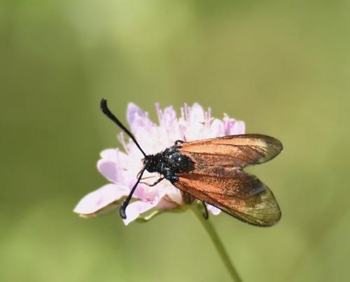Zygaena erythrus